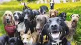 A pack of dogs